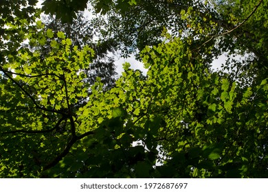 Maple Tree Canopy Along Cedar River Trail