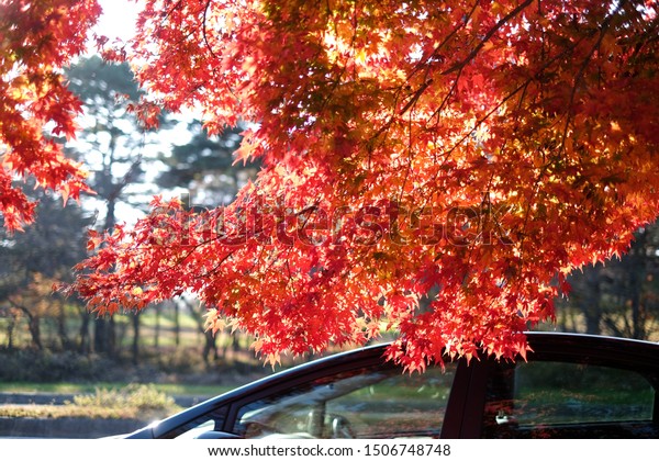 Maple tree with\
colored leafs and car at autumn/fall daylight.Relaxing atmosphere.\
Countryside landscape.