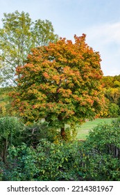 Maple Tree With Colorful Autumn Foliage