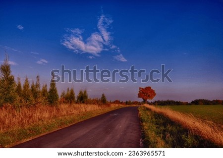 Maple tree with coloured leafs along asphalt road at autumnfall daylight. Countryside landscape, sunlight,blue sky. Czech Republic,Europe. HDR image. 