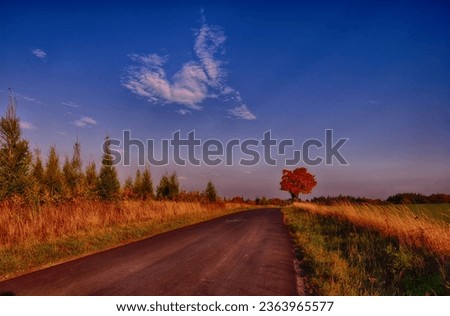 Maple tree with coloured leafs along asphalt road at autumnfall daylight. Countryside landscape, sunlight,blue sky. Czech Republic,Europe. HDR image. 