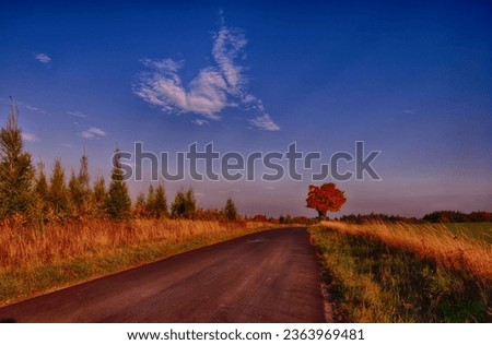 Maple tree with coloured leafs along asphalt road at autumnfall daylight. Countryside landscape, sunlight,blue sky. Czech Republic,Europe. HDR image. 