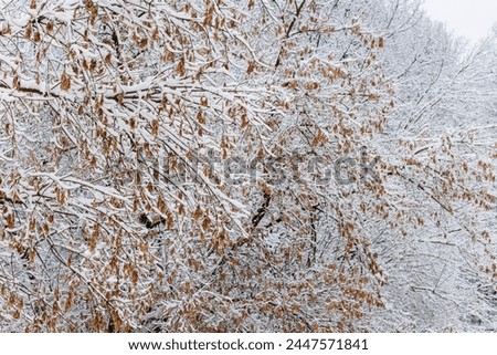 Maple tree is covered in a thick layer of icy snow, creating a beautiful winter background. The frost glistens on the twigs and branches, turning the plant into a frozen masterpiece.