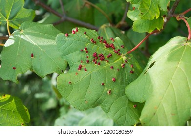 Maple Tree Disease By Gall Mites Stock Photo 2200180559 | Shutterstock