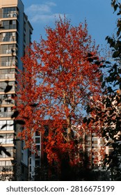 Maple tree displaying vivid red autumn leaves in an urban setting, with contemporary multistory buildings rising behind, highlighting the beauty of changing seasons downtown