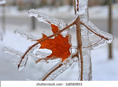 Maple Tree Encased In Ice With Icicles After An Ice Storm In Canada 