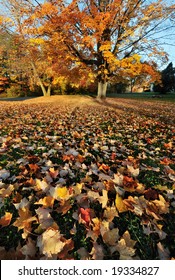 maple tree and fallen leaves