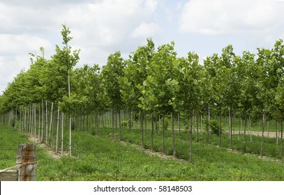 Maple Tree Farm In Canada