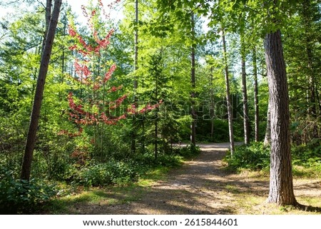 A maple tree in front of a narrow trail in a campground