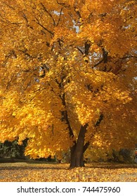 Maple Tree In Full Autumn Blaze, Armstrong, BC