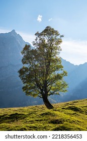 Maple Tree In The Karwendel Alps