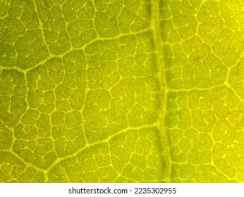 maple tree leaf in autumn under the microscope - fall leaf under the microscope - optical microscope x32 magnification