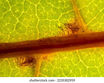 maple tree leaf in autumn under the microscope - fall leaf under the microscope - optical microscope x32 magnification