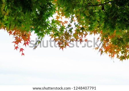 Similar – Autumn Nature Sky Bushes