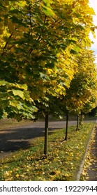 Maple tree line