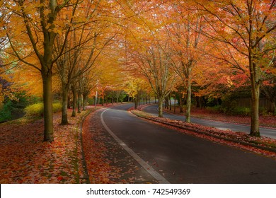 Maple Tree Lined Street In North American Suburban Neighborhood Street In Fall Season