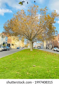 Maple Tree North Melbourne Vic