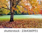 A maple tree on the Memorial OSU campus showing autumn fall colors, Corvallis, Oregon