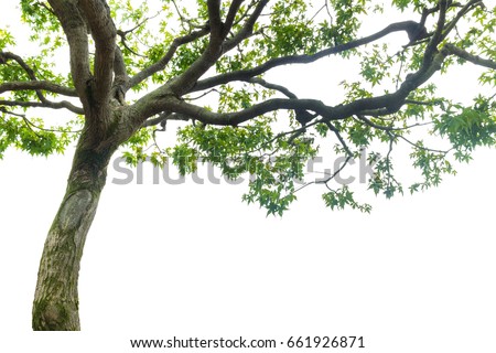 maple tree on white background, copy space