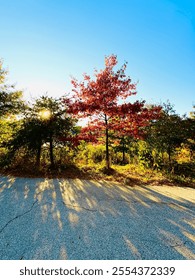 Maple tree in the park 