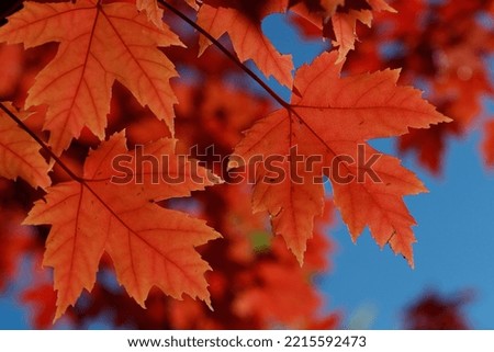 Maple tree  with red-coloured autumn leaves.  France. 