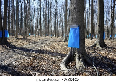 Maple Tree Sap Harvest For Making Maple Syrup