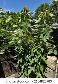 Maple Tree Sapling With Blue Sky Background