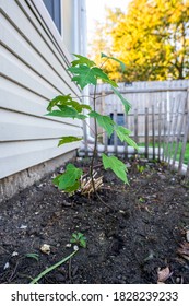 Maple Tree Sapling Has Been Planted And Is Healthy