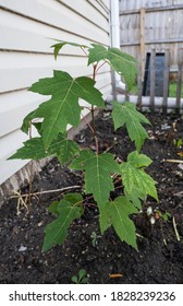 Maple Tree Sapling Has Been Planted And Is Healthy