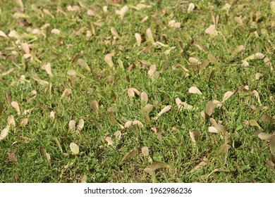 The Maple Tree Seed Helicopters Are Covering The Yard 