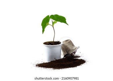 A Maple Tree Seeding Growing Out Of A Used Plastic Coffee Machine Pod Representing The Environment, Sustainability And Recycling