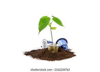 A Maple Tree Seeding Growing Out Of A Used Coffee Machine Pod Representing The Renewal, Environment, Sustainability And Recycling 