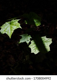 A Maple Tree Seedling Growing On The Forest Floor