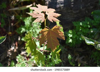 Maple Tree Seedling In Sunlight