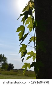 Maple Tree Seedling Under A Blue Sky