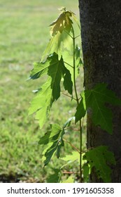 Maple Tree Seedling In A Yard