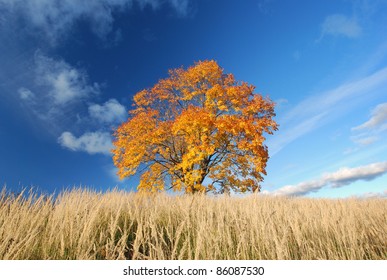 Maple tree  showing the colors of autumn
