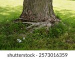 Maple tree showing damage due to years of too deep of a much bed that caused 