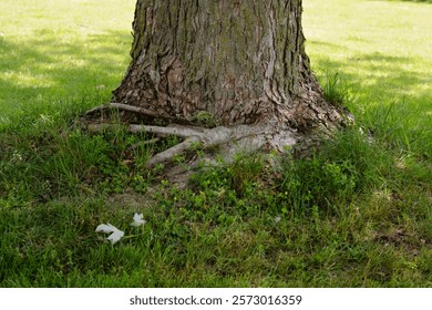 Maple tree showing damage due to years of too deep of a much bed that caused 'girdling' of the roots around the trunk that now risks strangling the tree and long term viability.