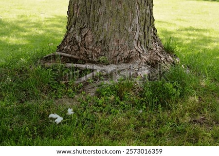 Maple tree showing damage due to years of too deep of a much bed that caused 'girdling' of the roots around the trunk that now risks strangling the tree and long term viability.