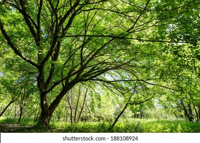 Maple Tree At Spring In A Temperate Climate Park