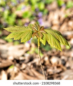 Maple Tree Sprout With Green Leaves Grow In Forest Soil Sunny Natural Background, Seedling