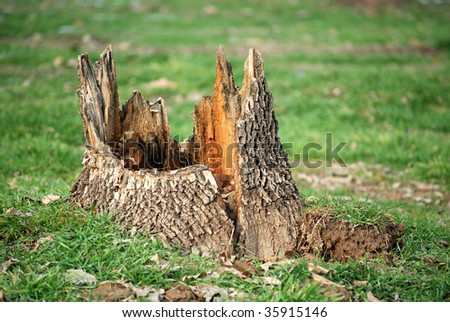 maple tree stump on grass