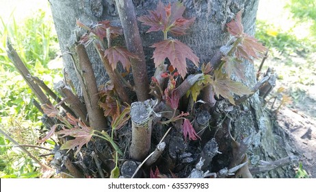 Maple Tree Suckers