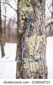 Maple Tree Maple Syrup Tap Tube In Quebec 