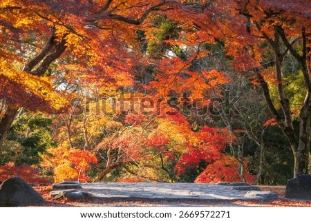 Maple tree tunnel touching sunlight along upstair wallking trail at Nara park in autumn, Japan. Famous travel destination for sightseeing Kansai to see deer at peak fall in December.