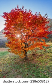 A maple tree turns bright red in the morning sun