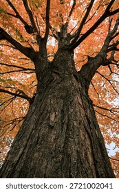 A maple tree viewed from the trunk at Riverbend Park in Findlay, Ohio