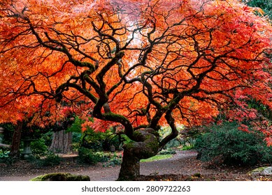 Maple trees with beautifully shaped branches and fallen leaves in autumn.