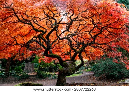 Maple trees with beautifully shaped branches and fallen leaves in autumn.